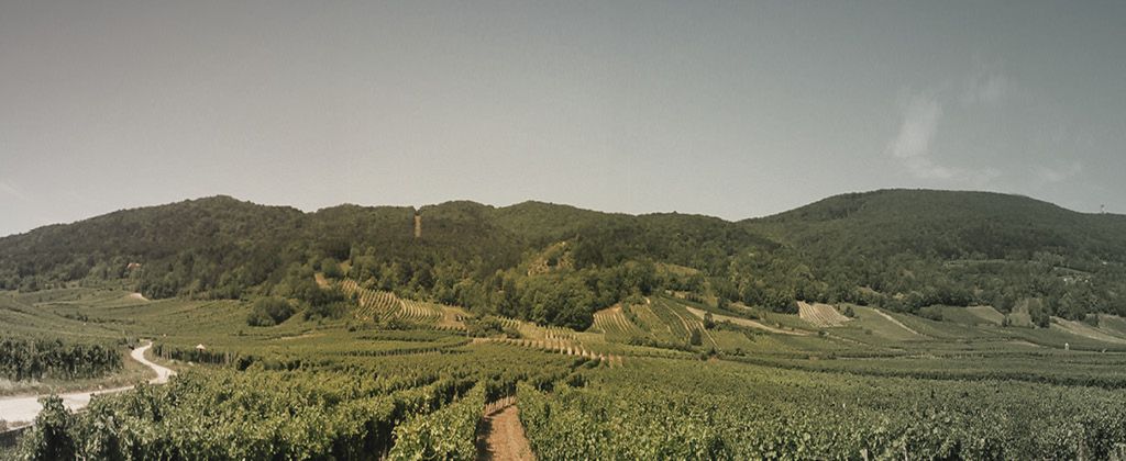 Panorama von Weinbergen