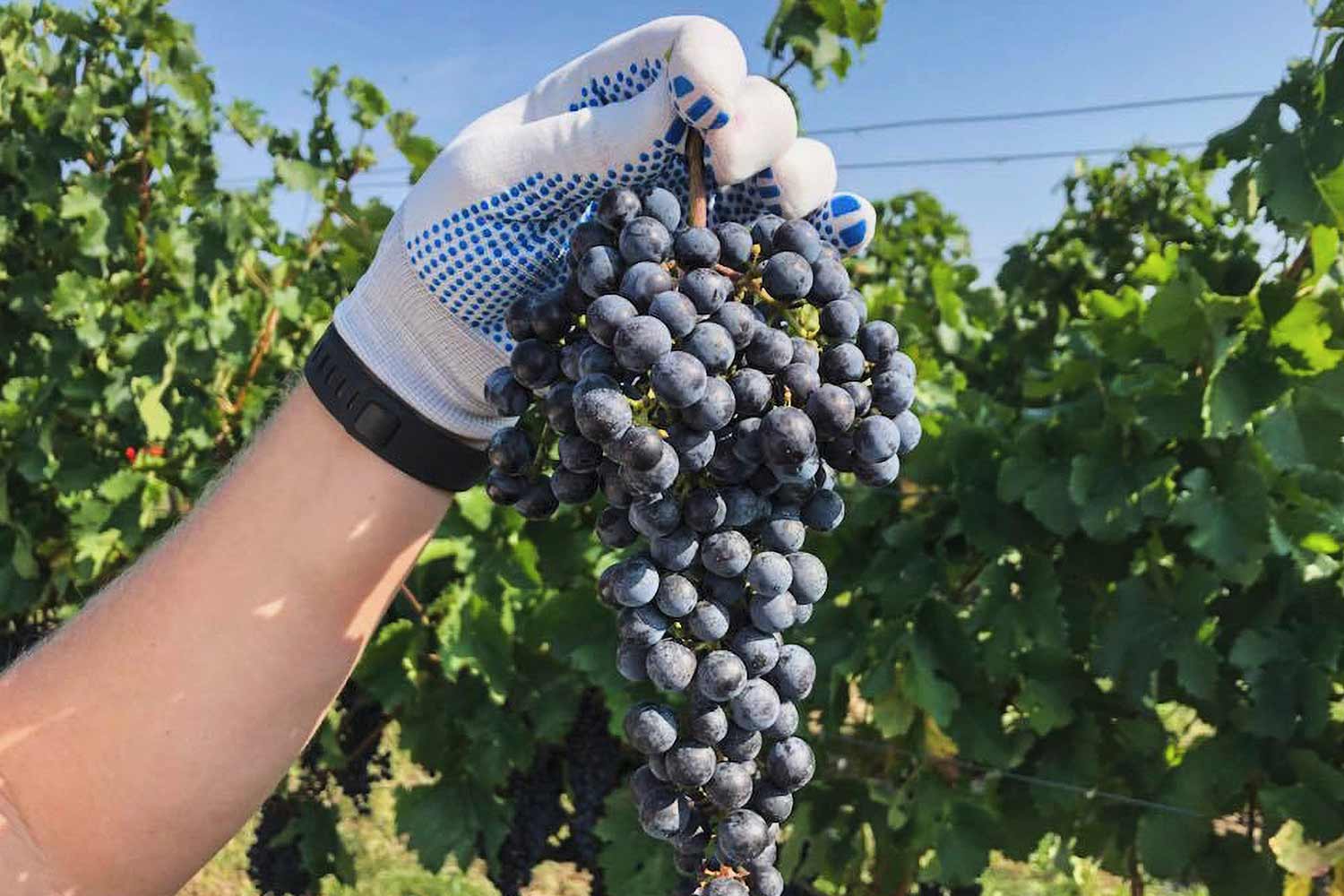 Weintrauben des Weingut vom Garagenwinzer Nikolai