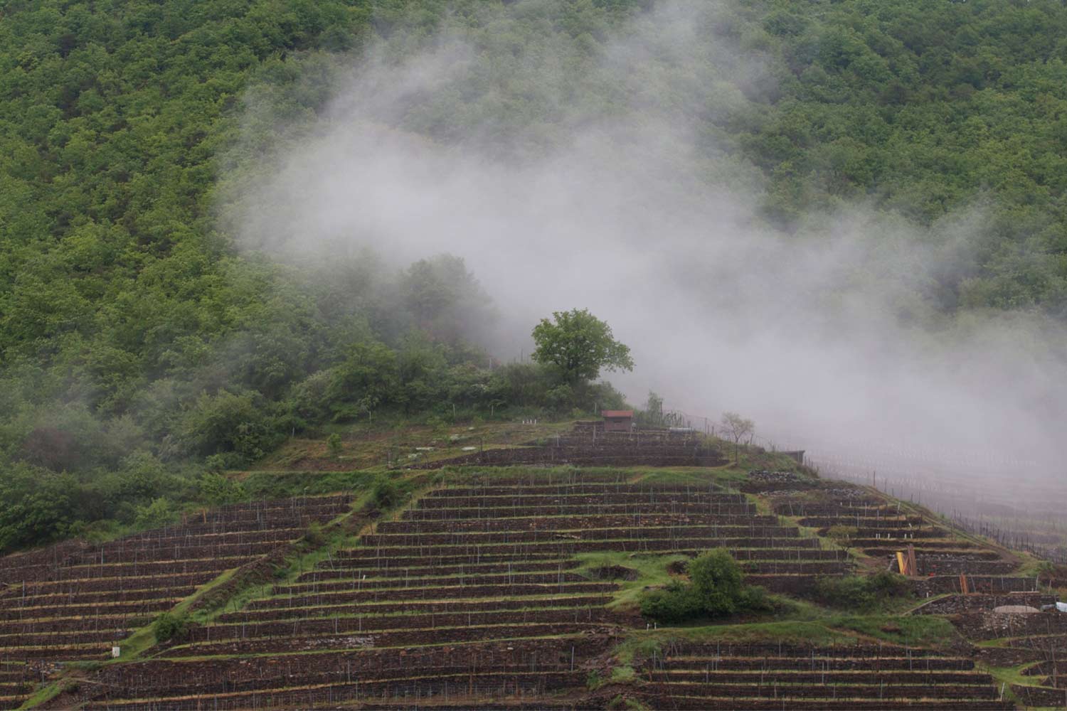 Weinberge mit Nebel von Peter Veyder Malberg