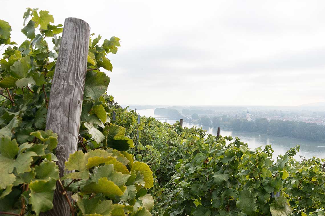 Weinberg von Pichler Krutzler