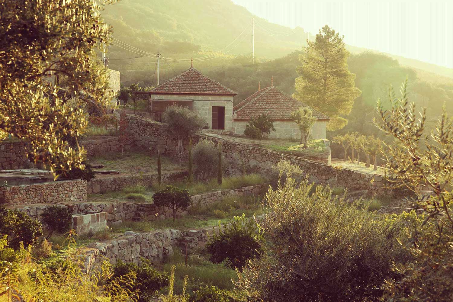 Weinbergsterrassen Quinta da Ferradosa bei Morgendämmerung
