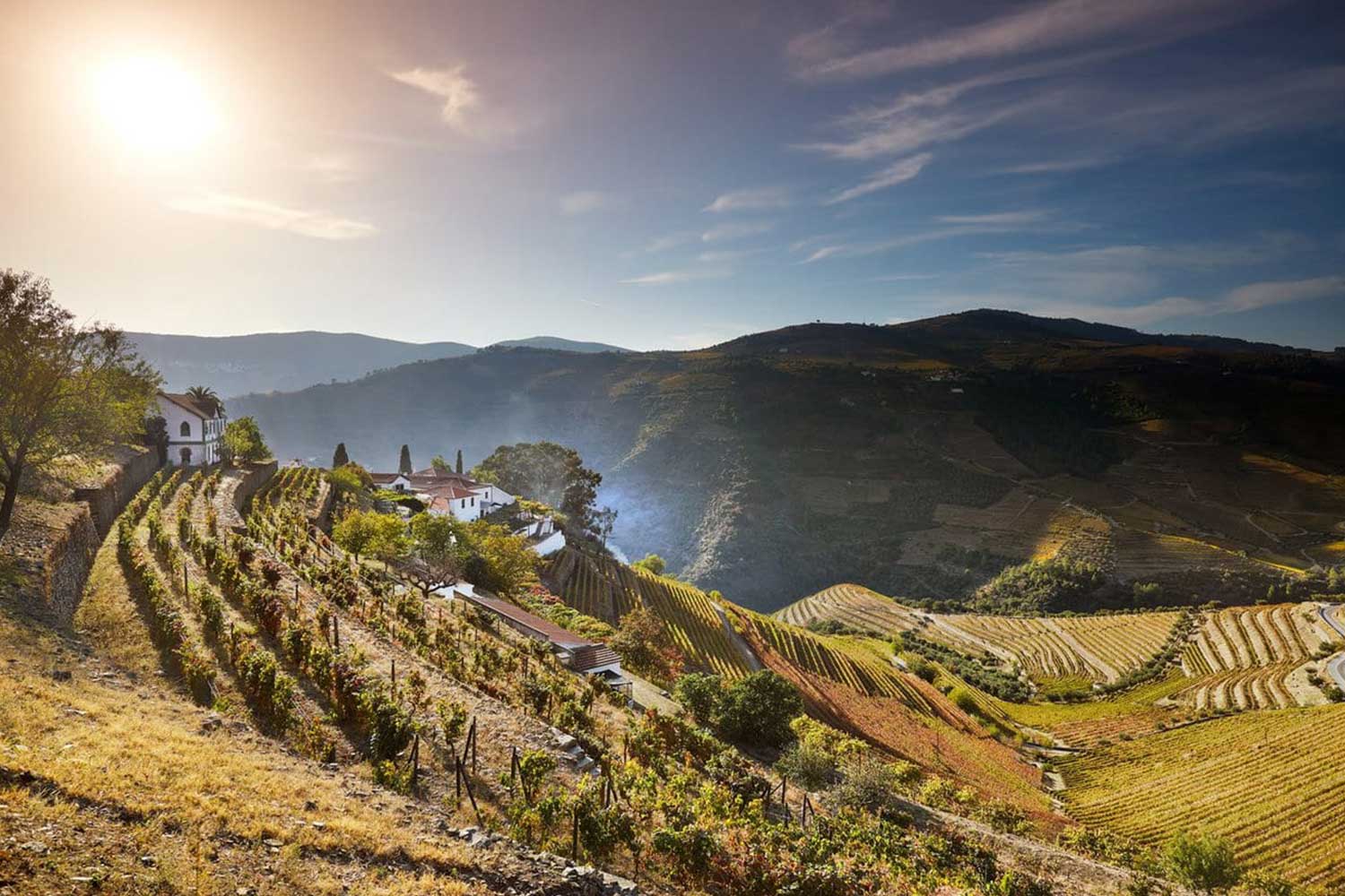 Weinberge und Weinterrassen Quinta do Noval