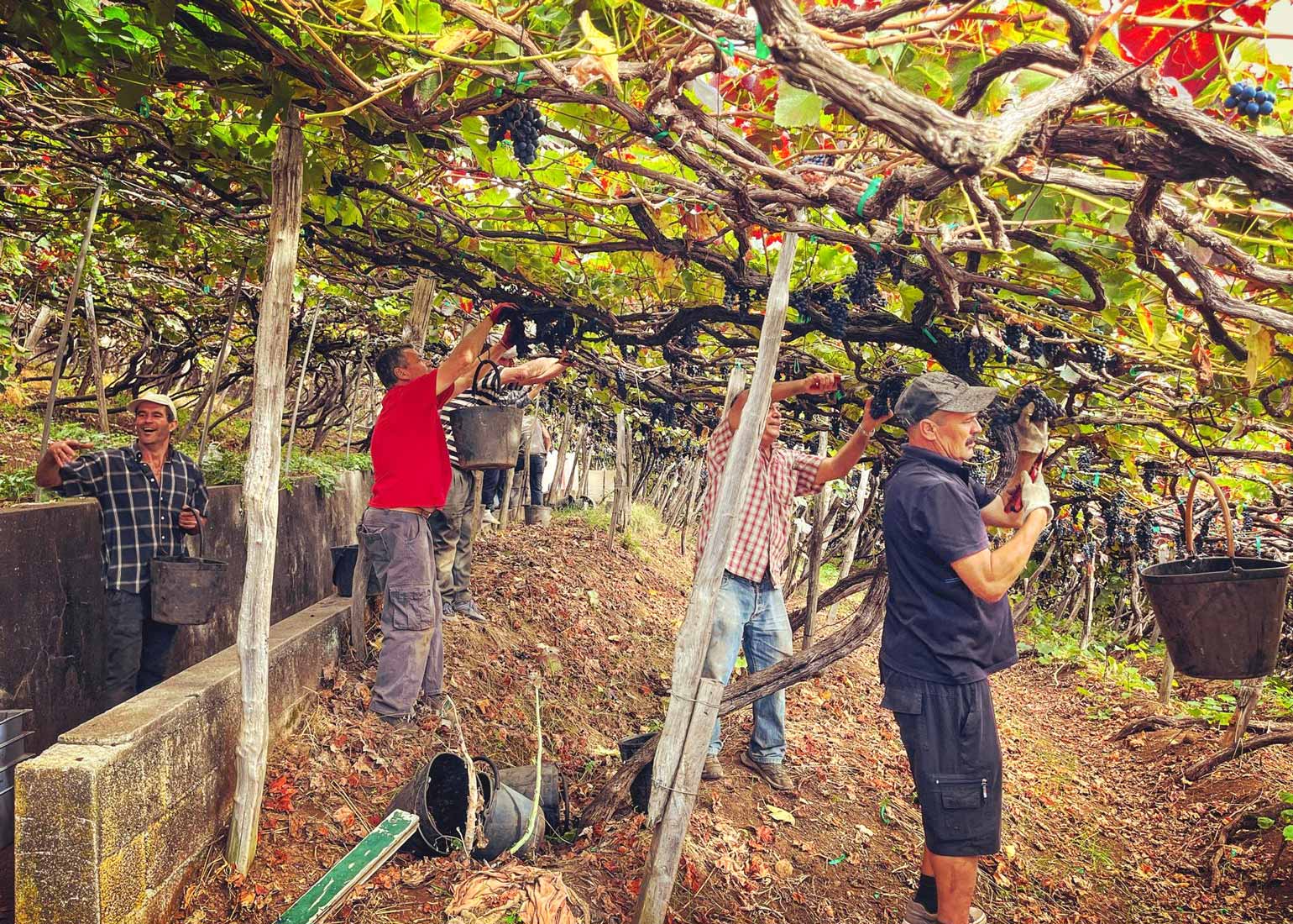 Weinlese bei Companhia de Vinhos dos Profetas e dos Villões