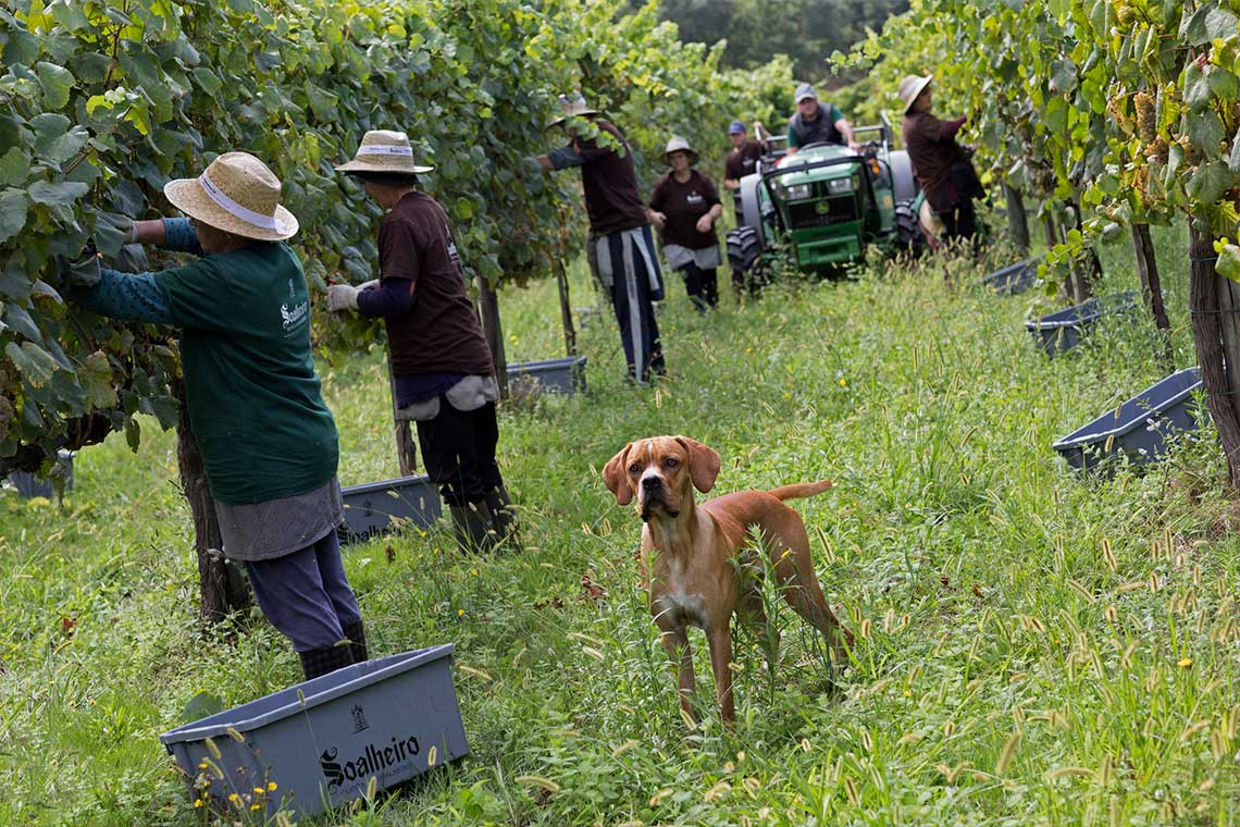 Lese bei Quinta de Soalheiro