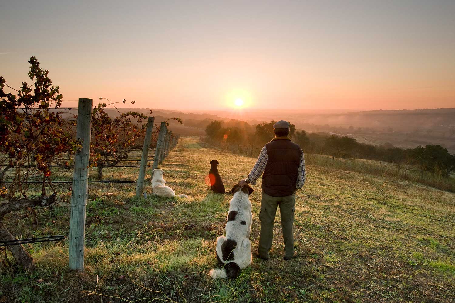 Winzer mit seinen Hunden bei Sonnenaufgang auf dem Weinfeld Herdade do Portocarro