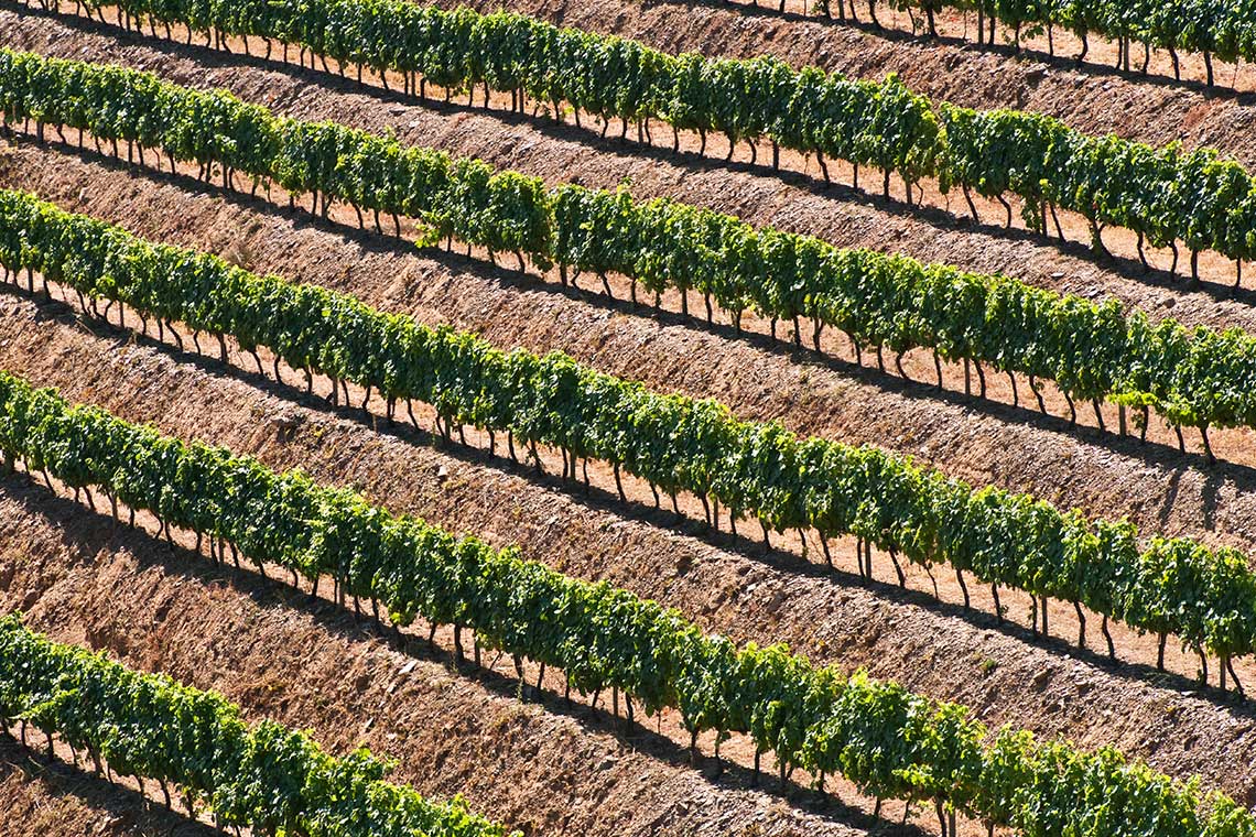 Weinfeld in Portugal aus der Vogelperspektive
