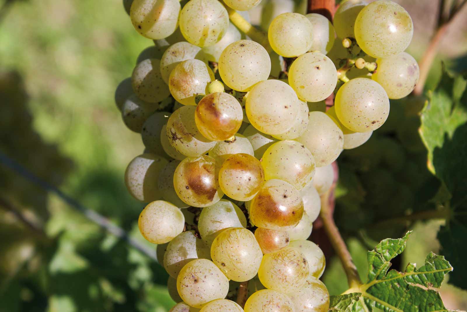 Chardonnay Weine - Lobenbergs Gute Weine