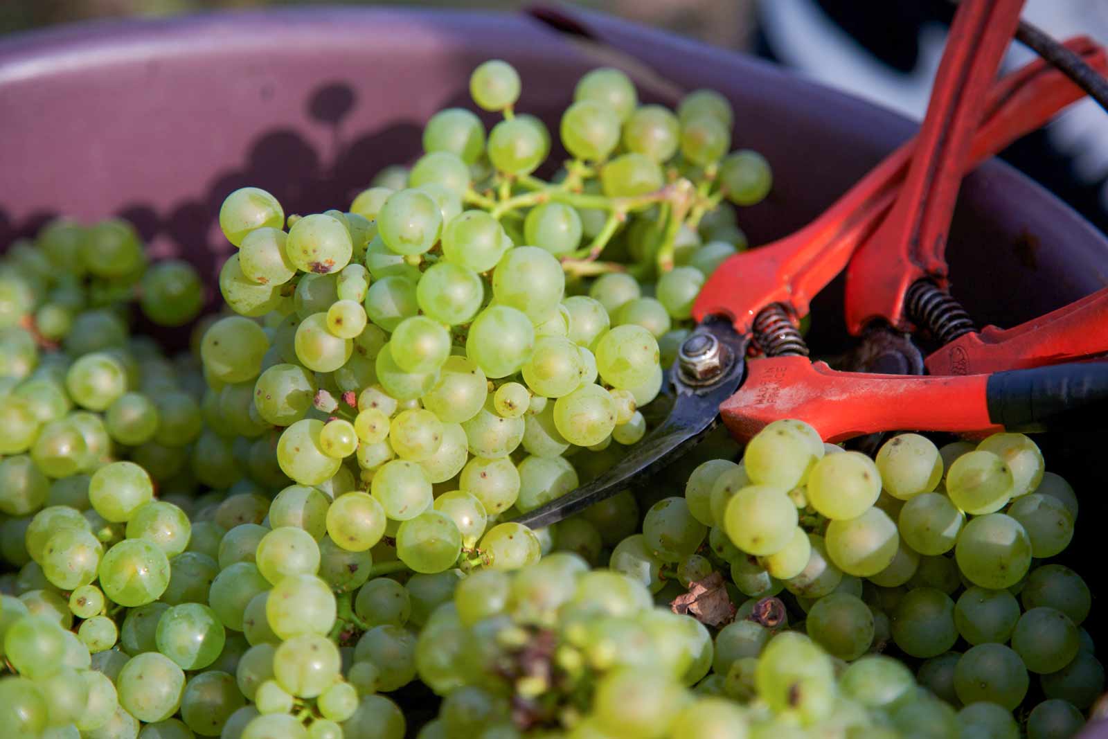 Chenin Blanc - Lobenbergs