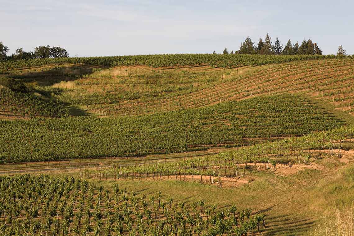 Weinberge beim Weingut Ridge