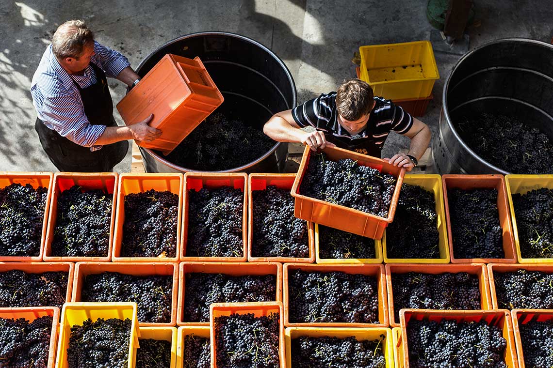Weinernte Donatsch