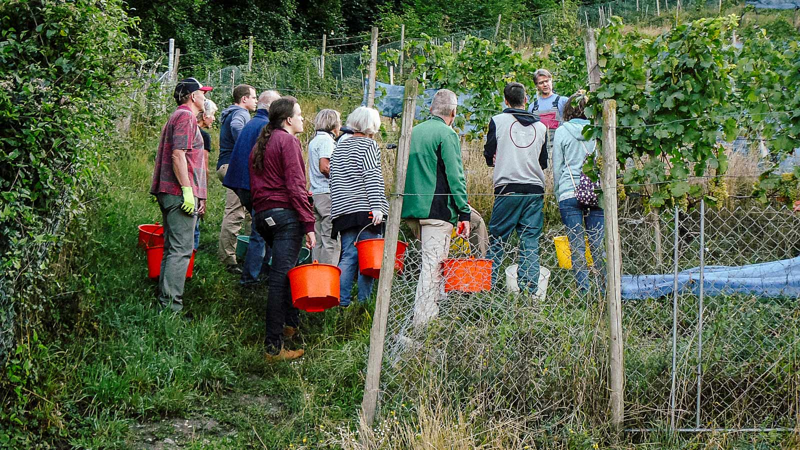 Ernte bei Fröhlich Weine