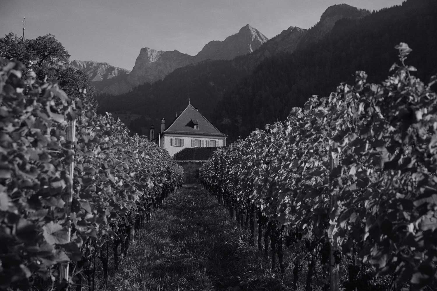 Sprecher von Bernegg Lobenbergs Gute Weine