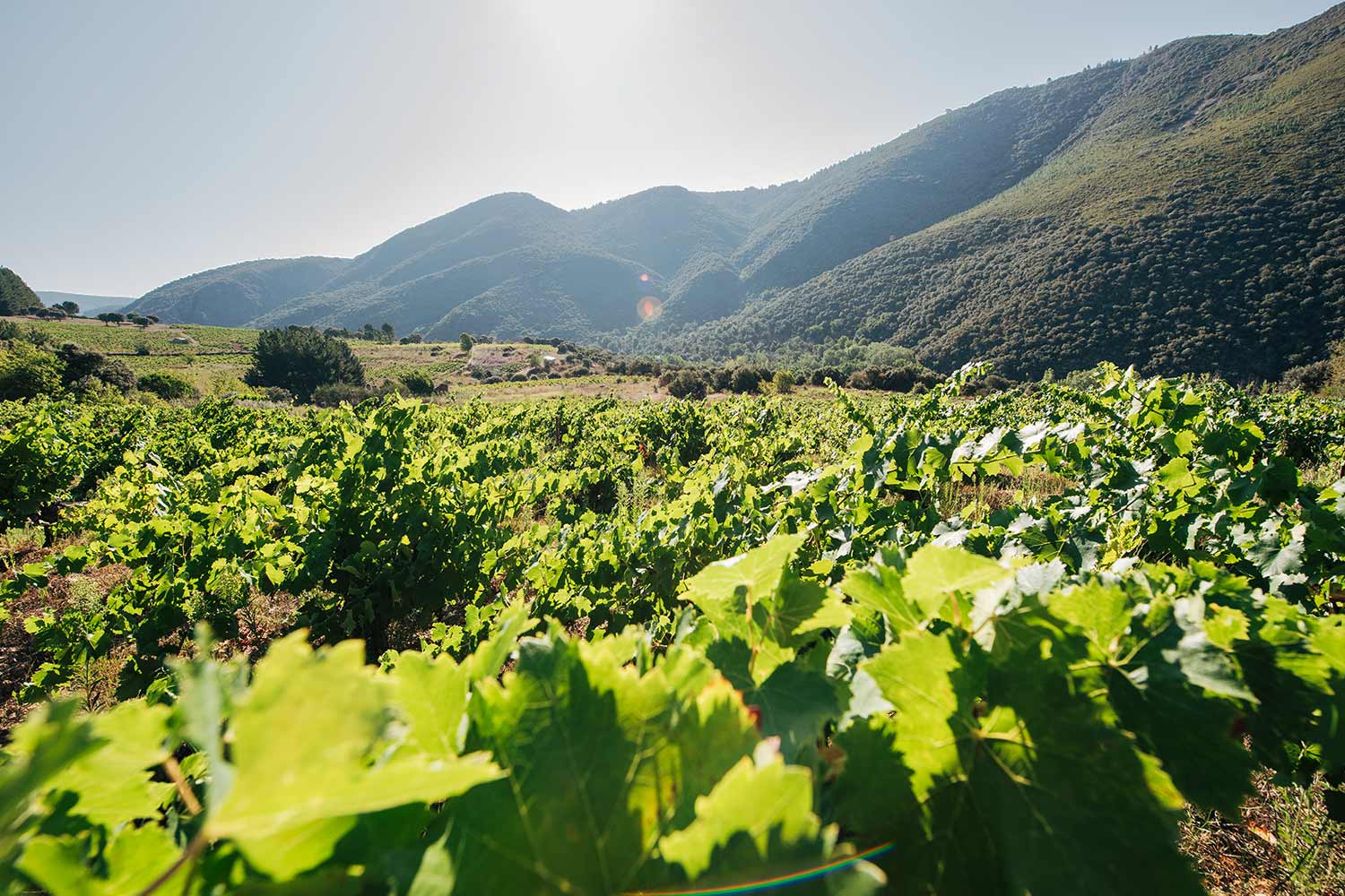Weinberge - Bodegas Mengoba