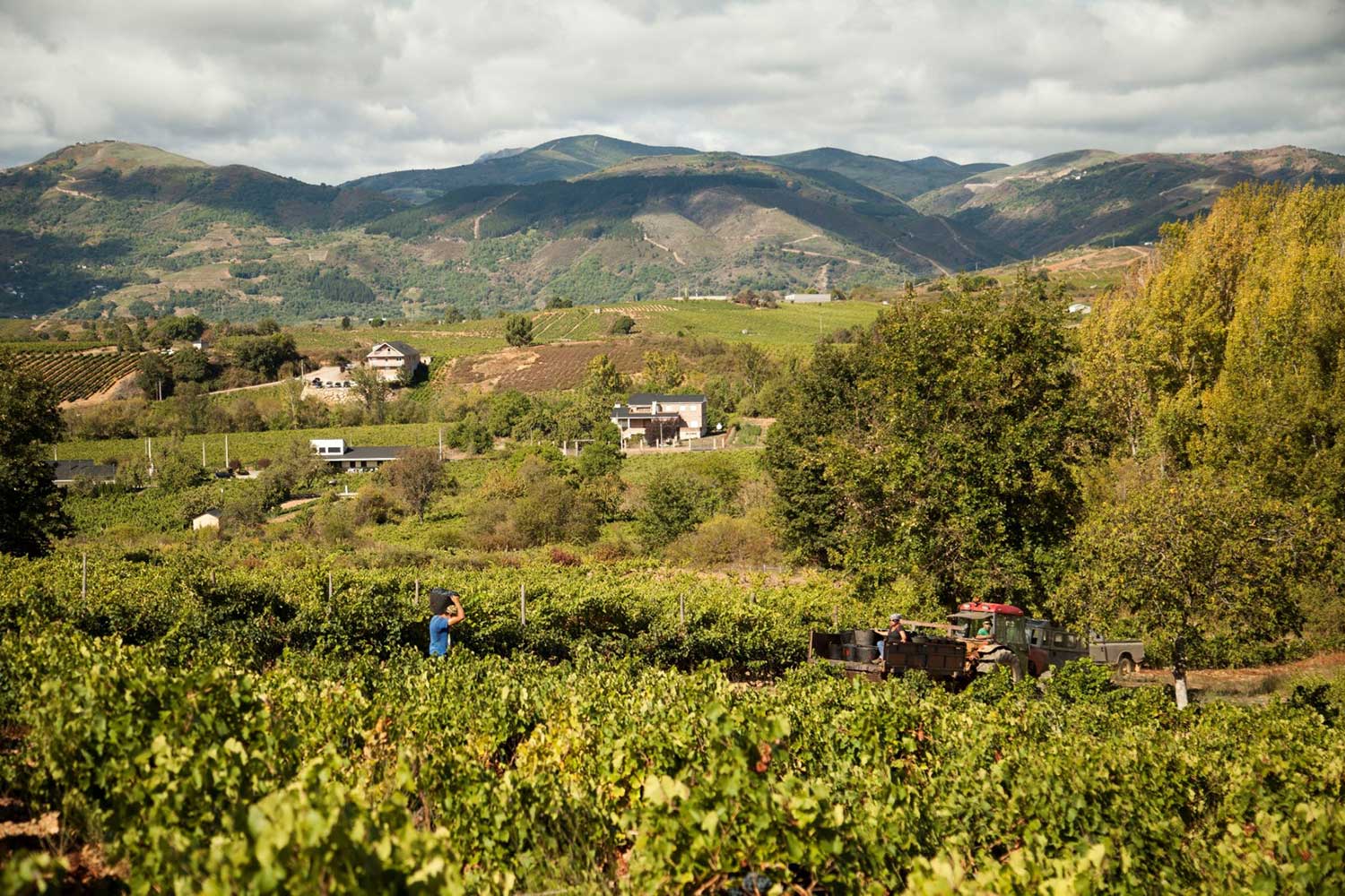 Weinberge, Weinfeld Castro Ventosa