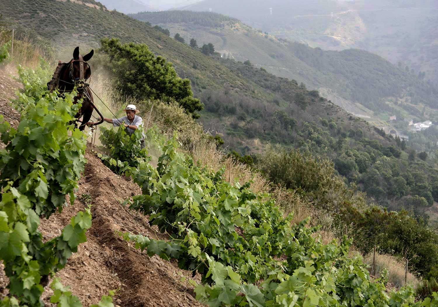 Pferd und Arbeiter in den Weinberge Descendientes de J. Palacios