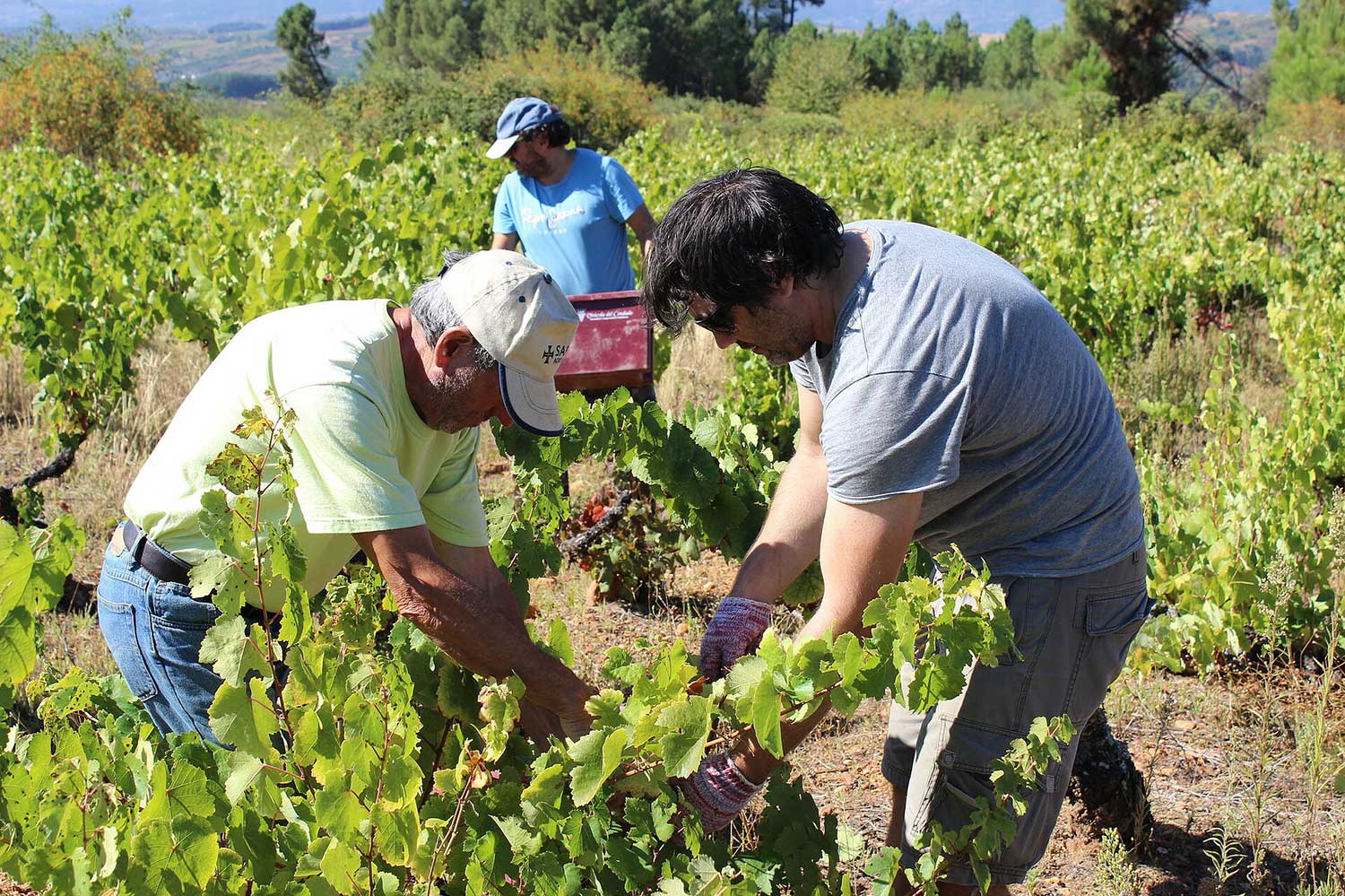Arbeiter auf dem Weinfeld-Madai, bei der Weinlese