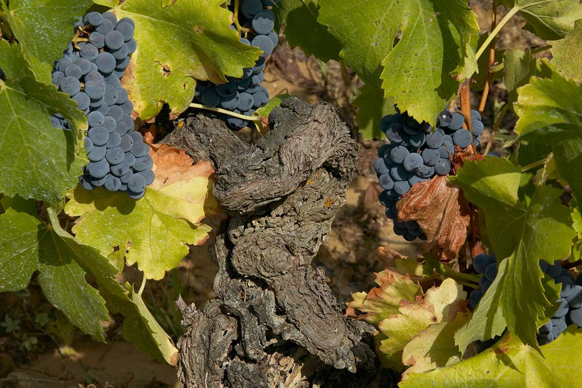 Garnacha Reben