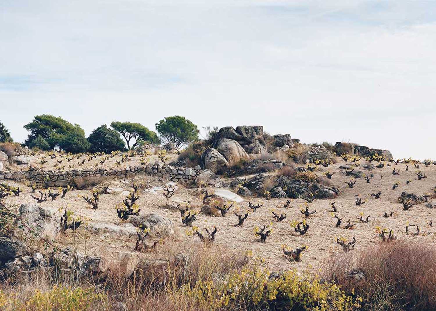 Weinfeld, Weinberge Telmo Rodriguez – Pegaso Vinas Viejas