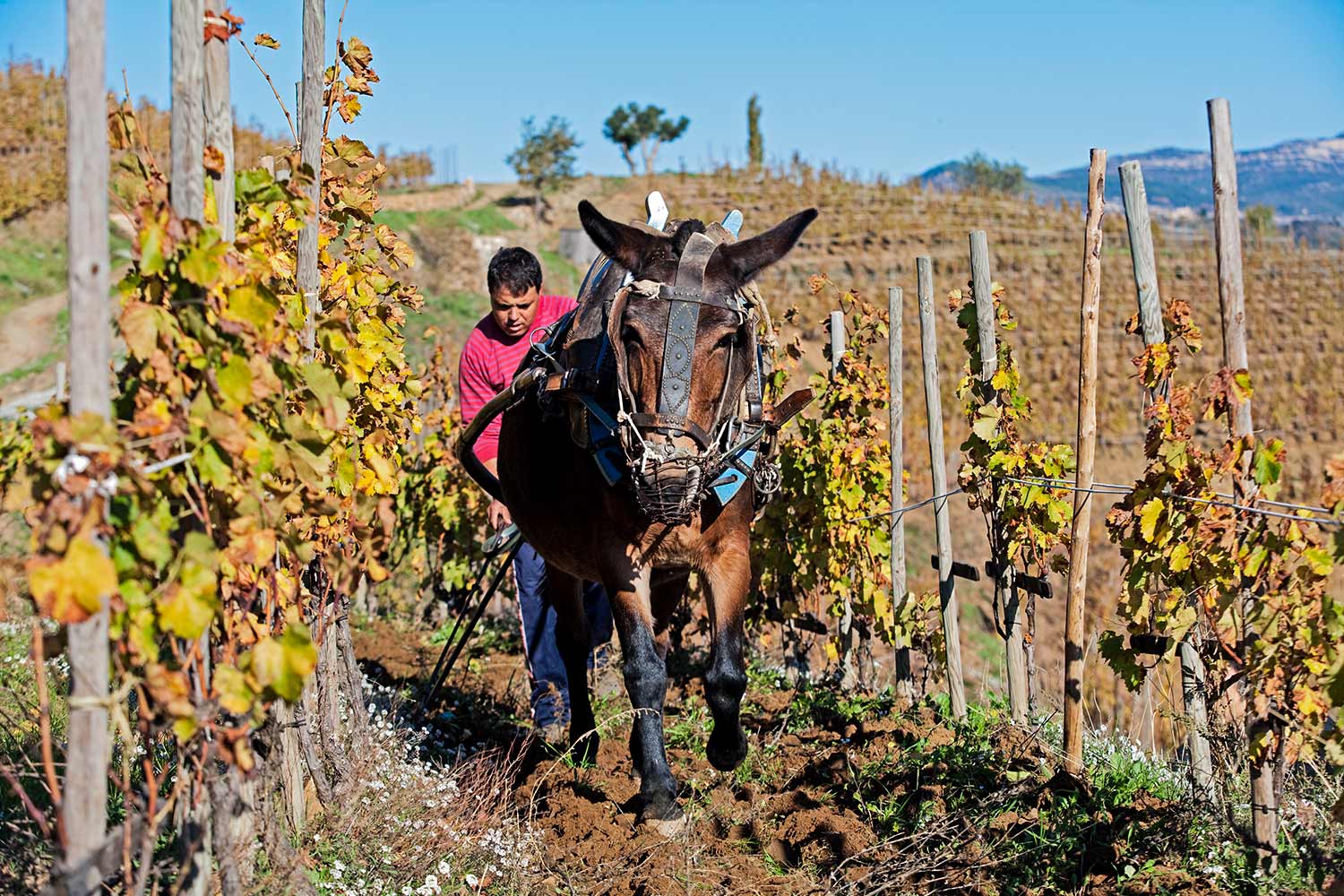 Weinlese, Pferd und Arbeiter auf dem Weingut Alvaro Palacios