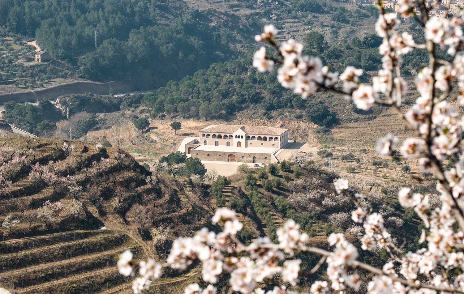 Weinber des Weinguts Bodegas Mas Alta
