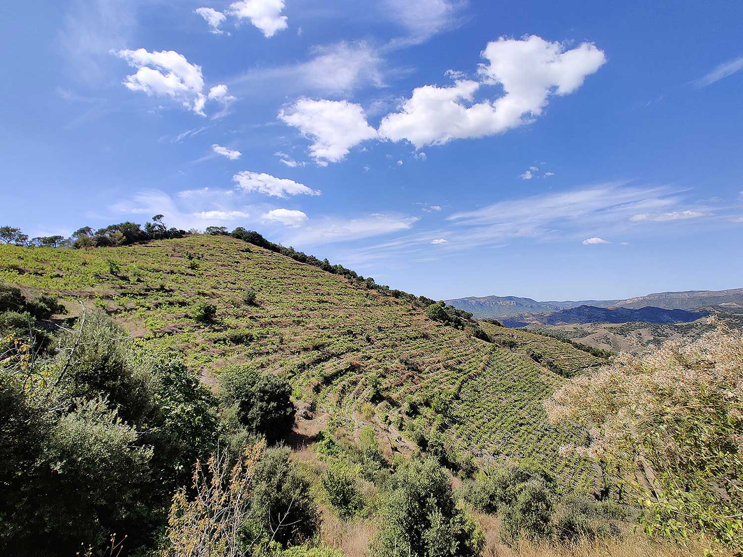 Ausblick Weinberge Nin-Ortiz im Priorat