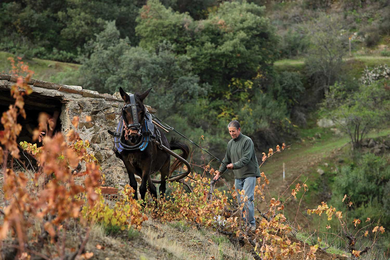 Terroir al Limit
