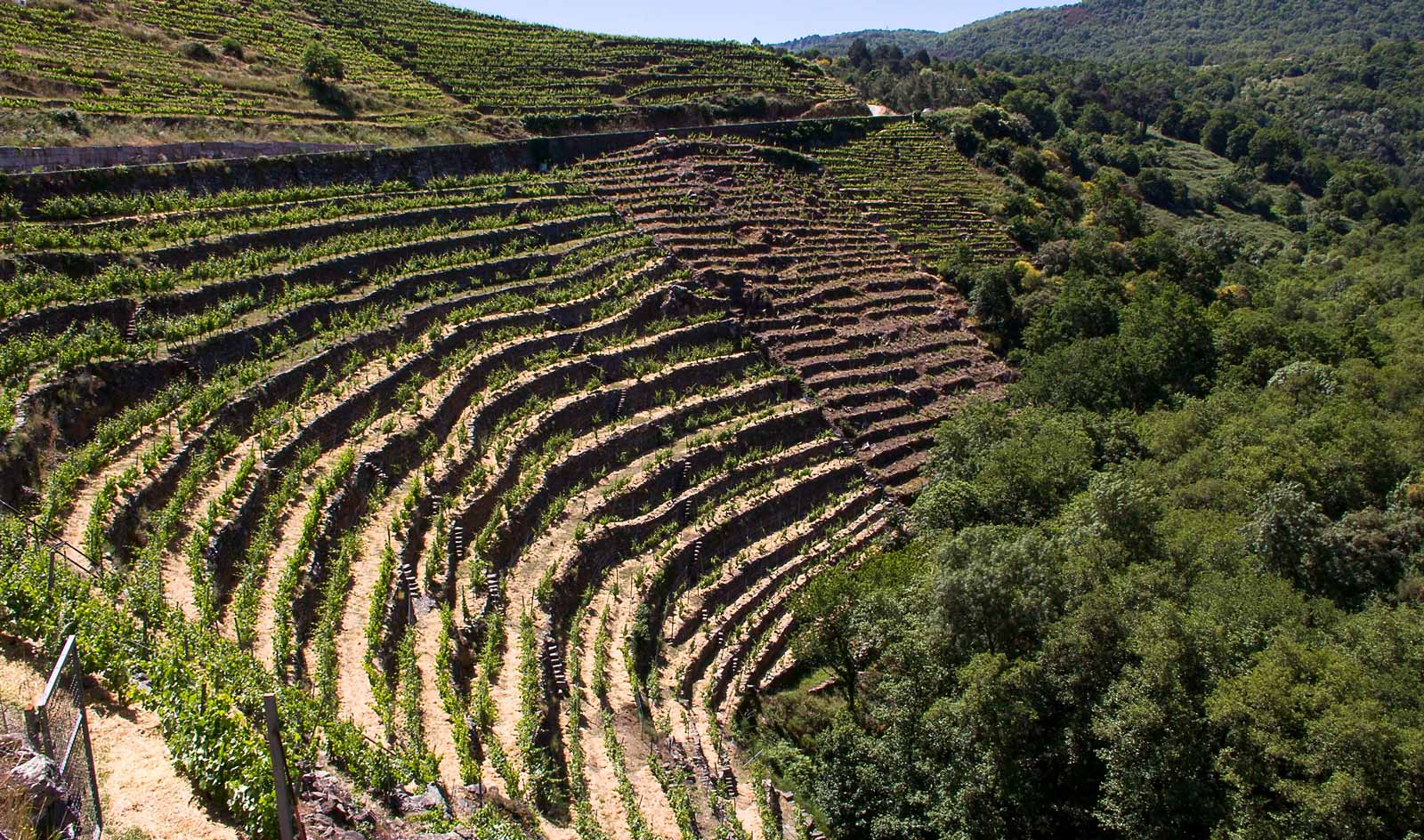 Steile Terrassen am Weinberg