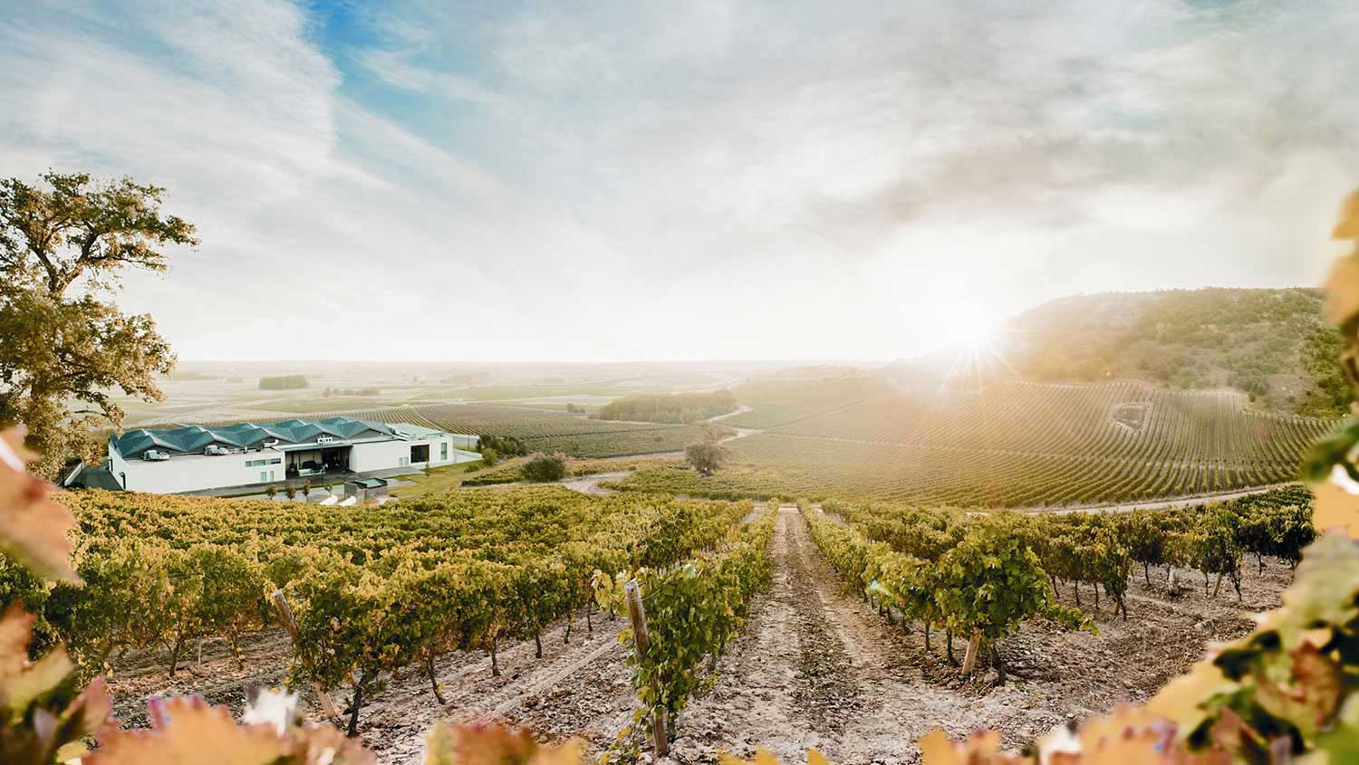 Weinfelder des Weinguts Bodegas Emilio Moro