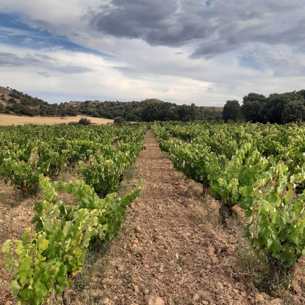 Dominio de Es Rebzeile auf Weinberg