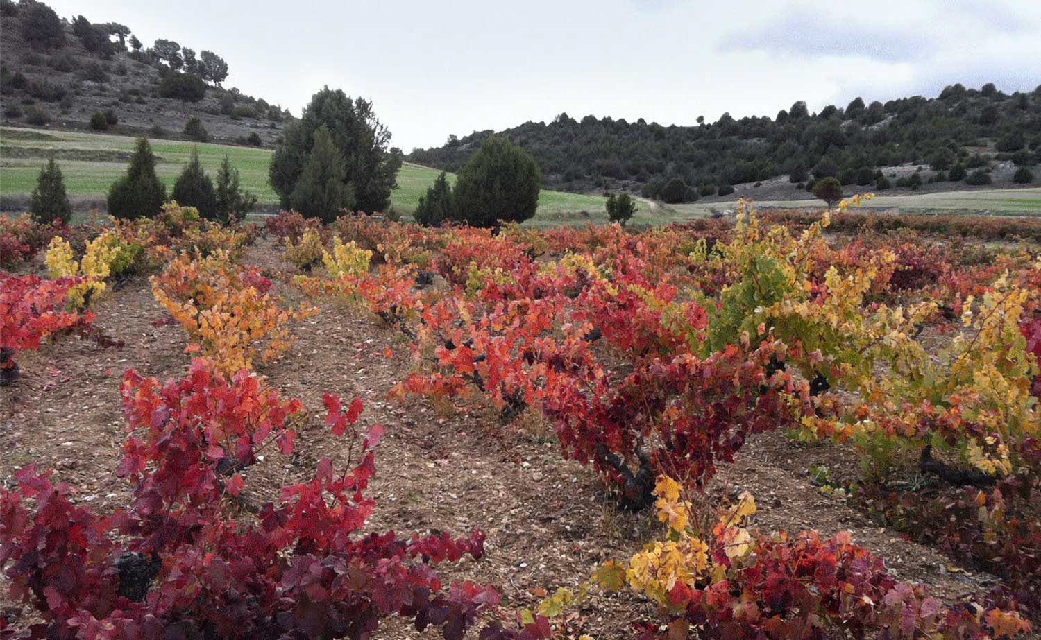 Weinfelder und Weinberge von Dominio del Aguila