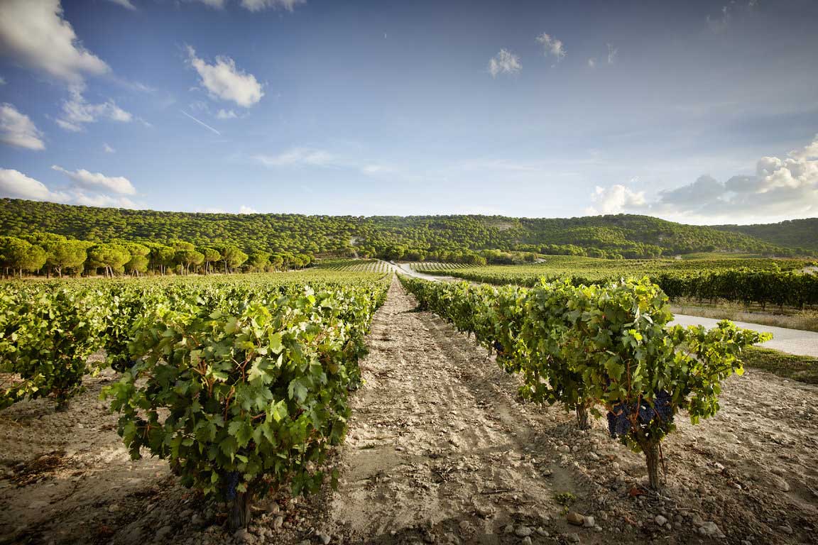 Weinfelder bei Vega Sicilia
