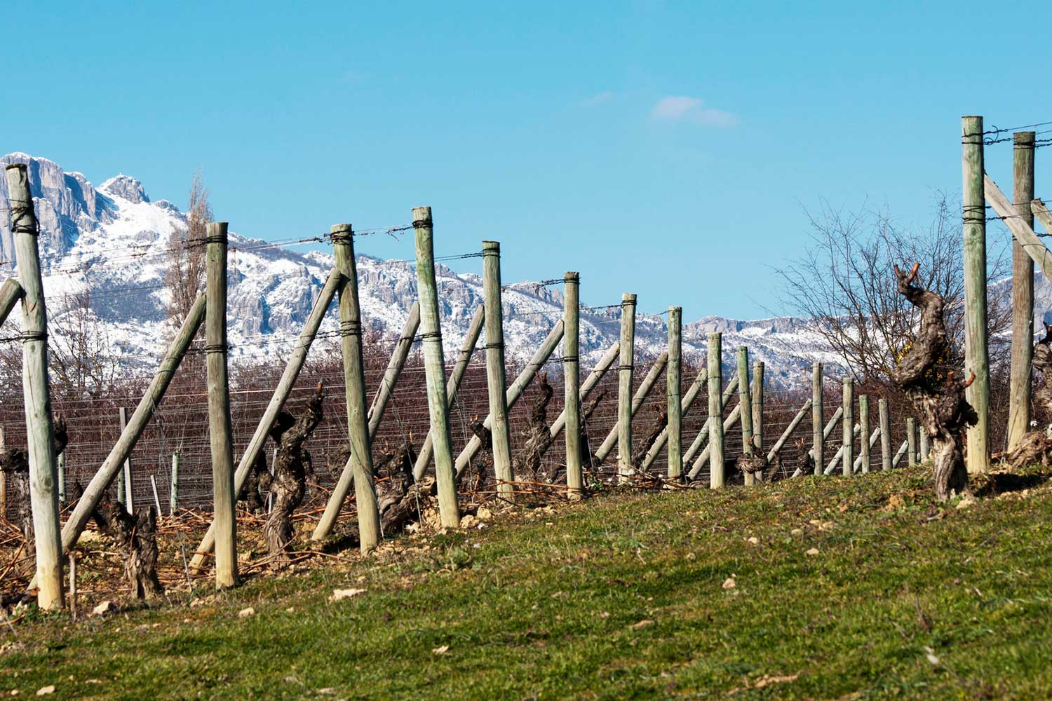 Weinberge der Bodegas Artadi de Laguardia