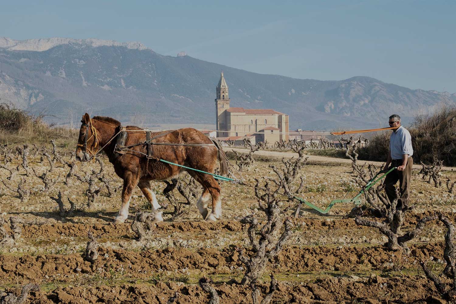 Feldarbeit dei der Bodegas Artadi de Laguardia