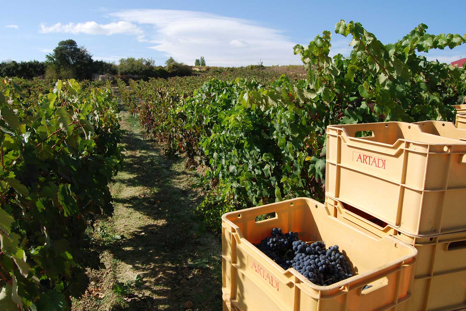 Lese bei der Bodegas Artadi de Laguardia