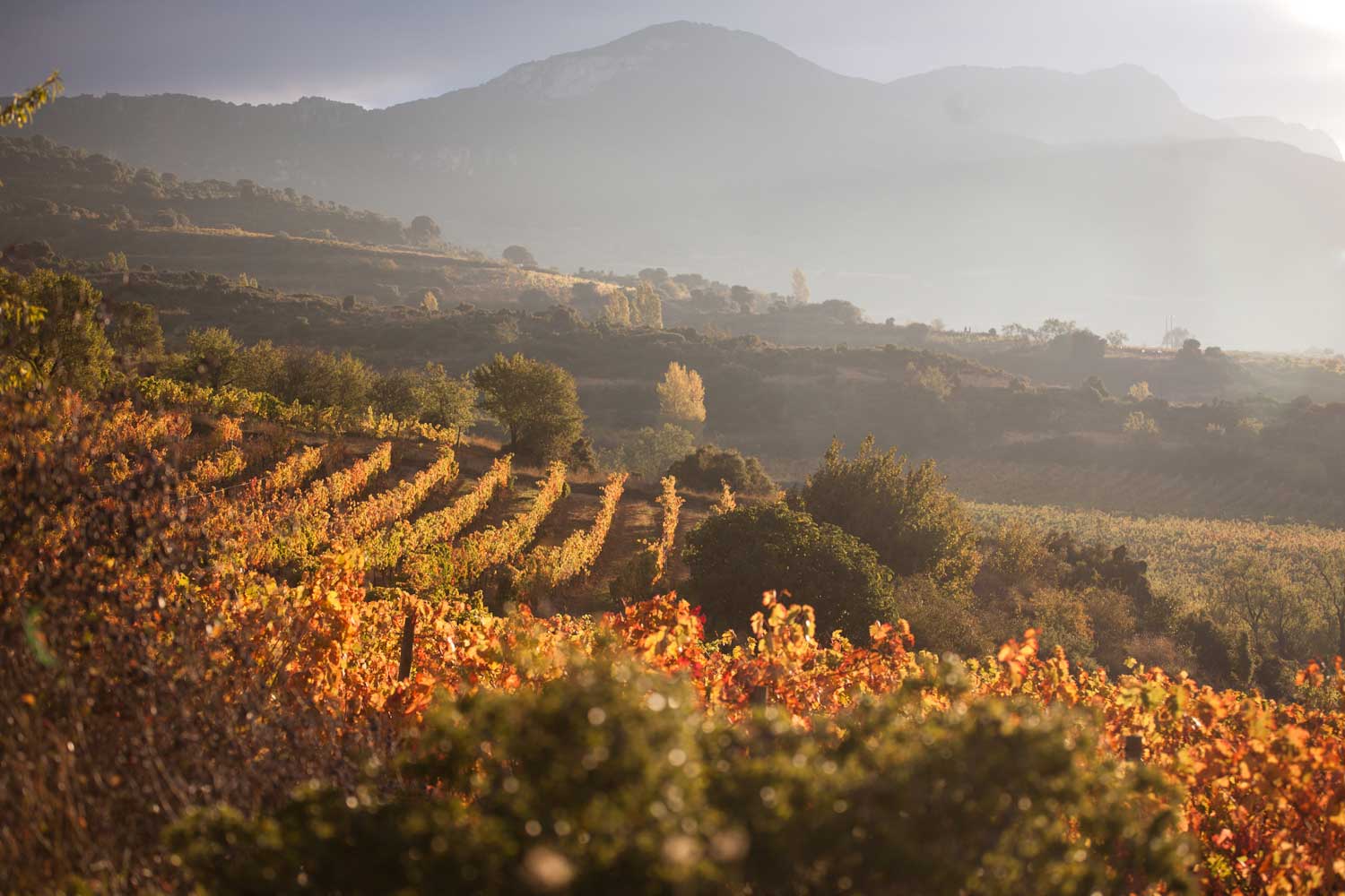 Weinberge der Bodegas Remelluri by Telmo Rodriguez