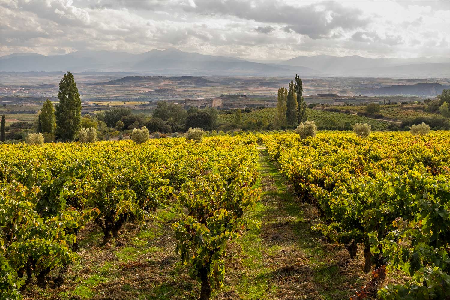 Weinberge der Bodegas Remelluri by Telmo Rodriguez