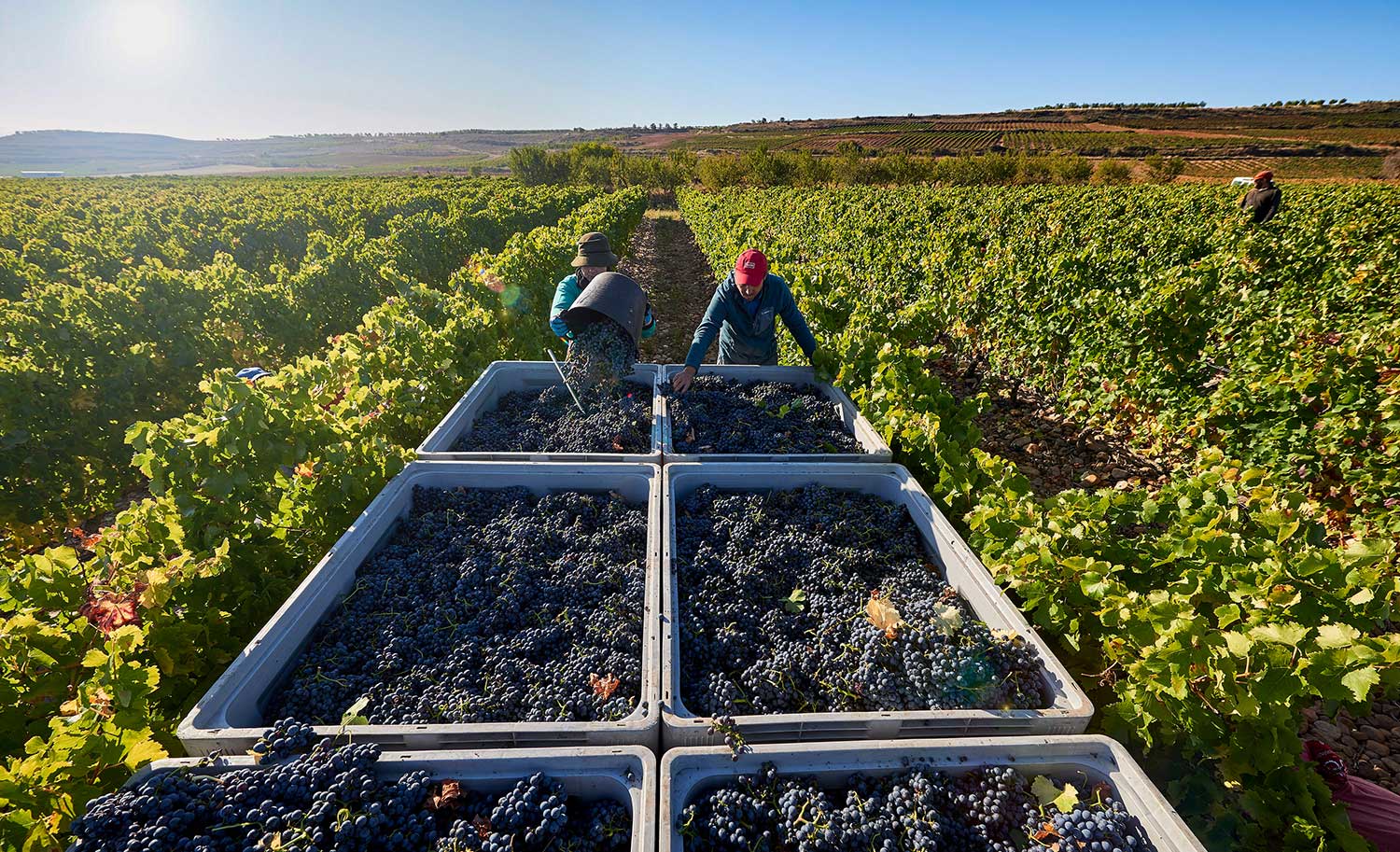 Weinlese von roten Weintrauben bei La Rioja Alta