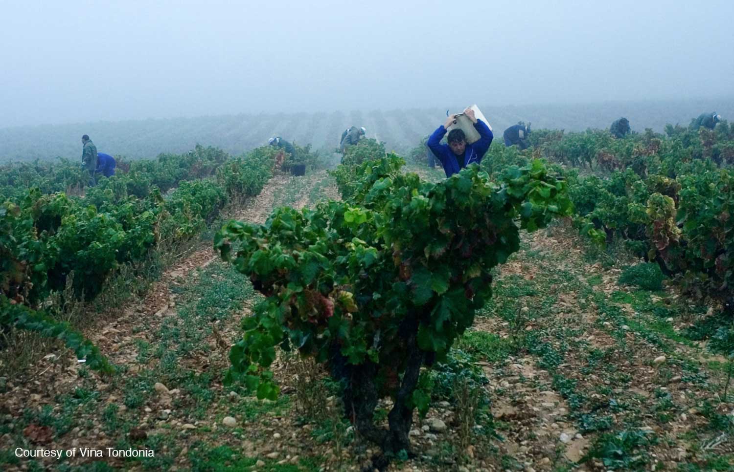 Erntearbeiter im Weinfeld bei Nebel bei Lopez de Heredia – Vina Tondonia