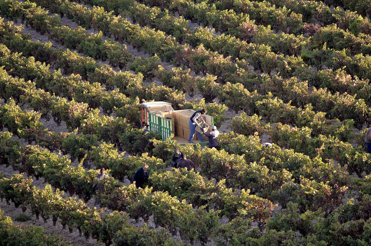 Arbeiter bei der Ernte im Weinberg von Miguel Merino