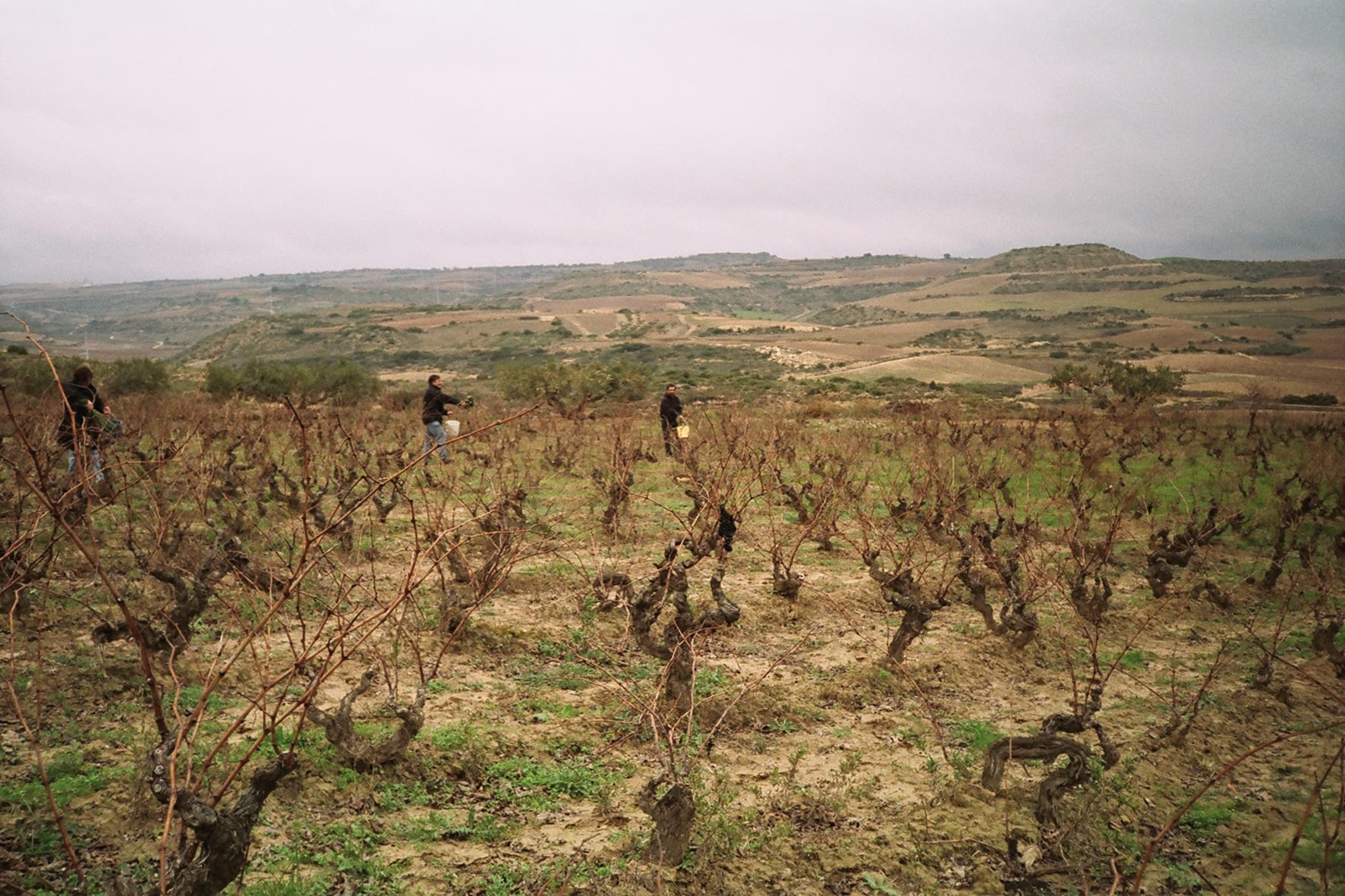 Weinfeld und Weinberge von Bodegas Telmo Rodriguez Toro
