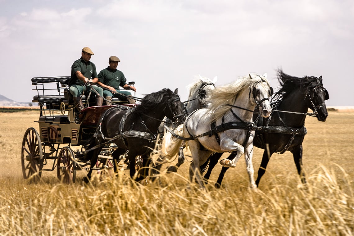 Sub 2025 aus Jumilla