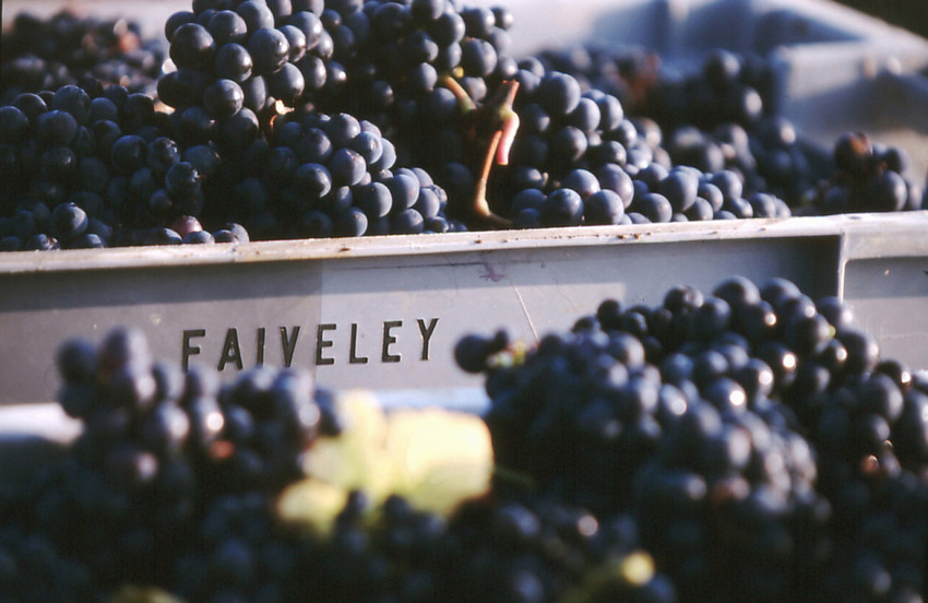 Trauben bei Faiveley