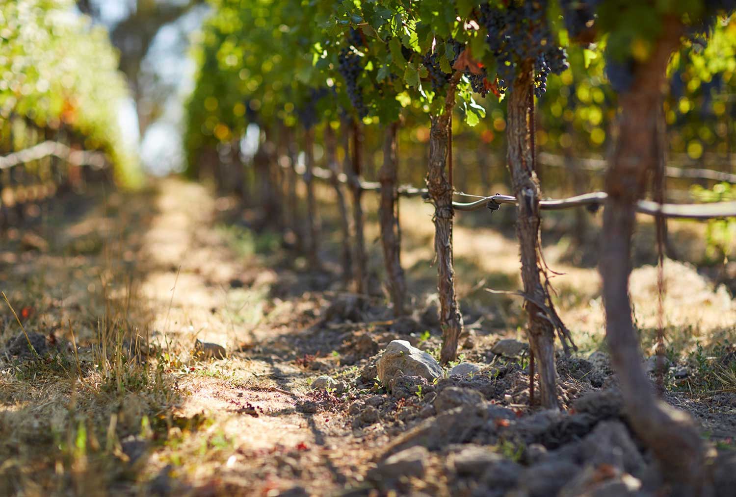 Terroir und Rebstöcke im Weinberg von Paul Hobbs