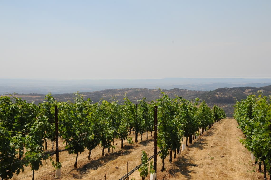Weinregion Kalifornien, Weinanbau