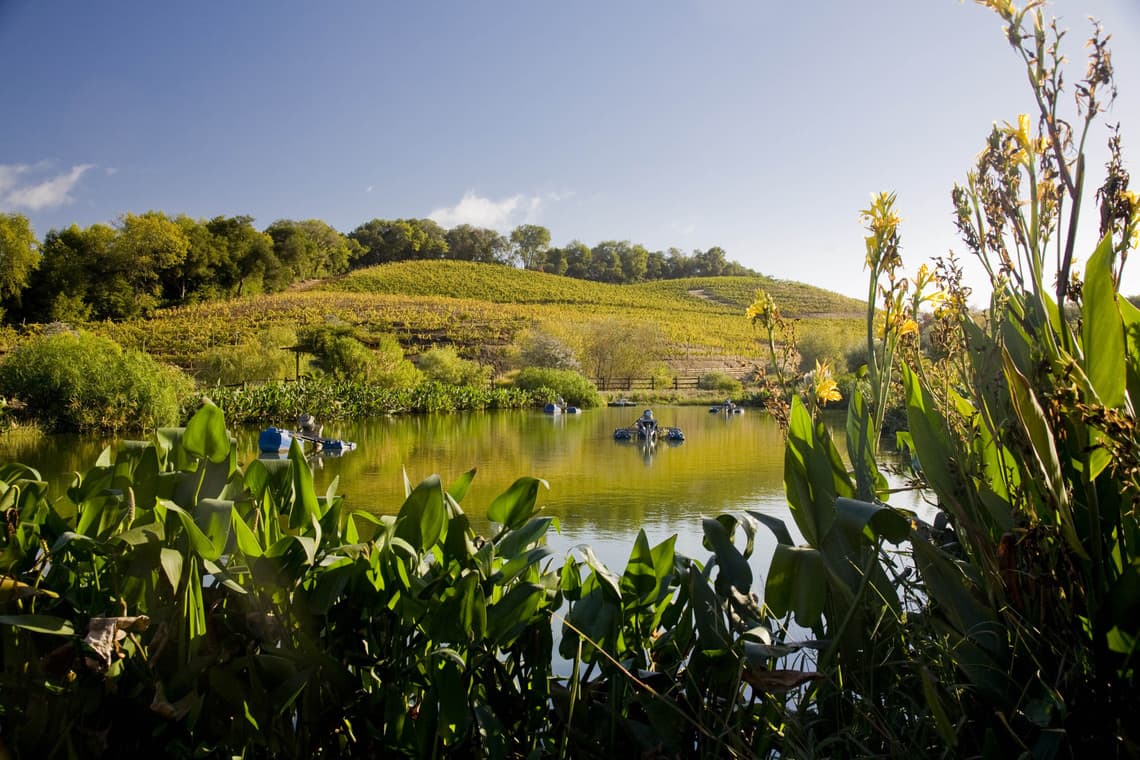 Weinregion Kalifornien, Weinberg und Fluss