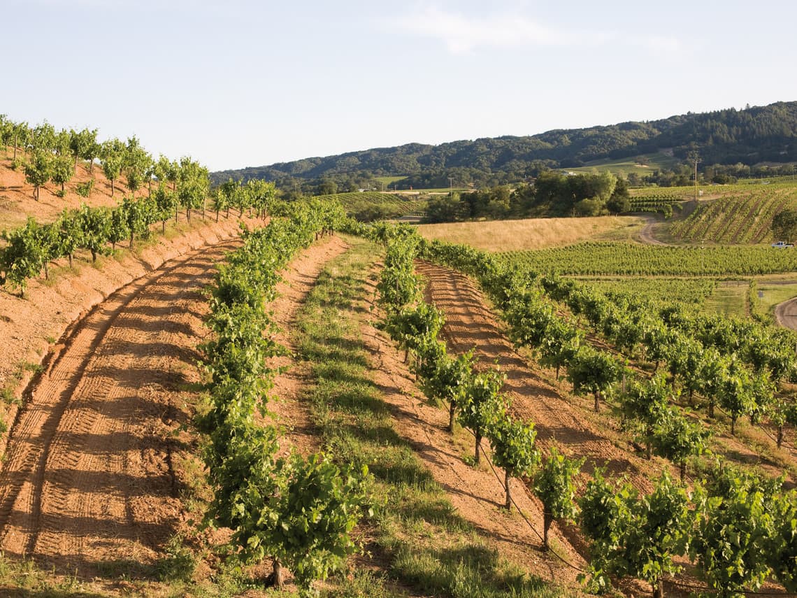 Weinregion Kalifornien, Weinanbau