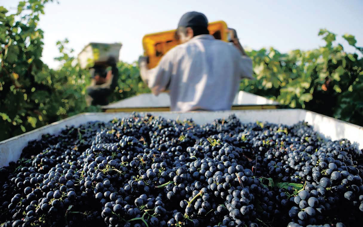 Weinregion Kalifornien, Weingut, Weinlese von schwarzen Trauben bei blauem Himmel