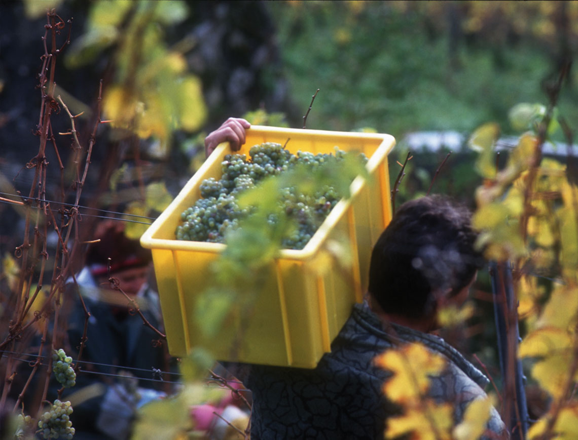 Arbeiter bei der Weinlese, Weisse Weintrauben in einer gelben Box