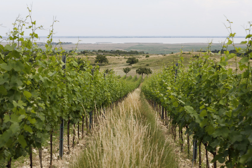 Weinberge von Lichtenberger Gonzalez