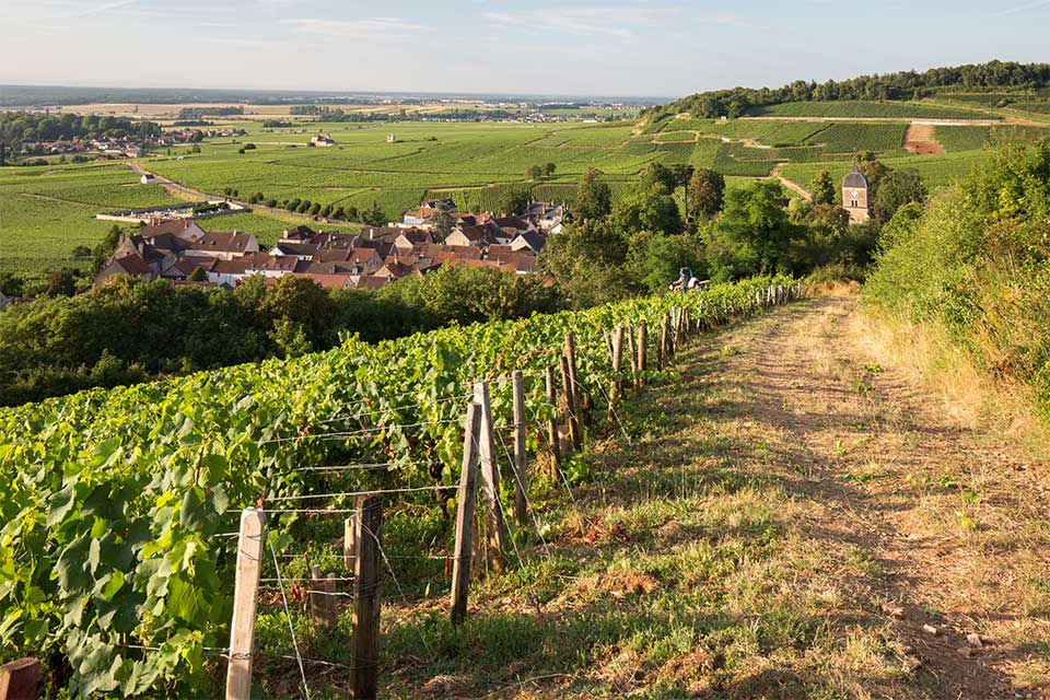 Domaine Georges Roumier